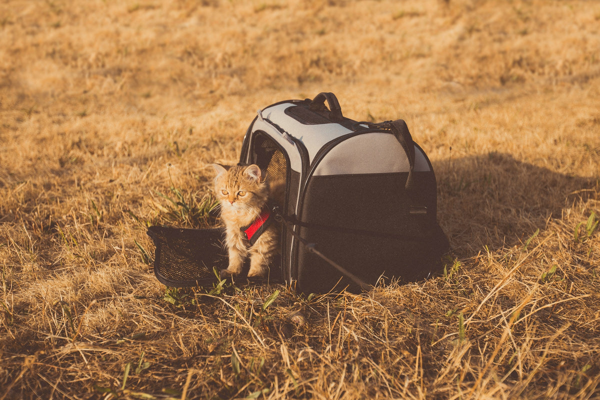 Pet Adventure Gear